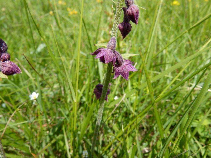 Epipactis atrorubens